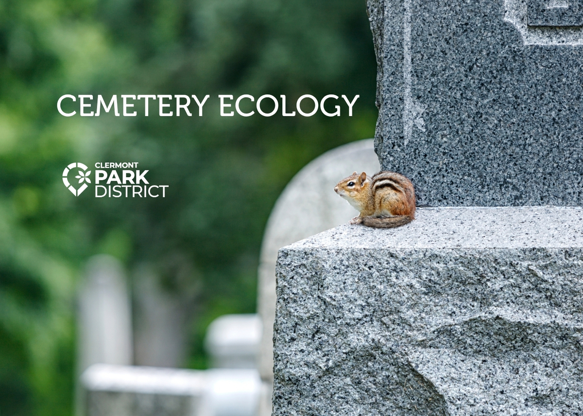 chipmunk on a gravestone: cemetery ecology